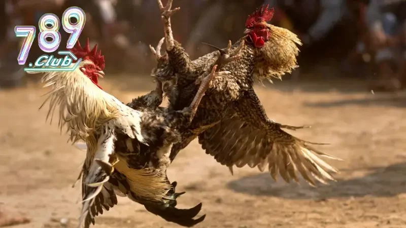 Tổng hợp các hình thức đá gà thịnh hành tại nhà cái 789CLUB