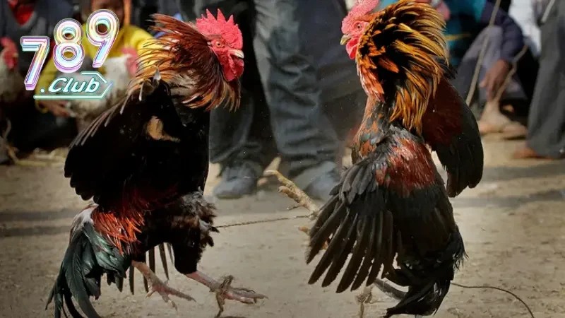 Hướng dẫn các bước chơi đá gà tại nhà cái 789CLUB