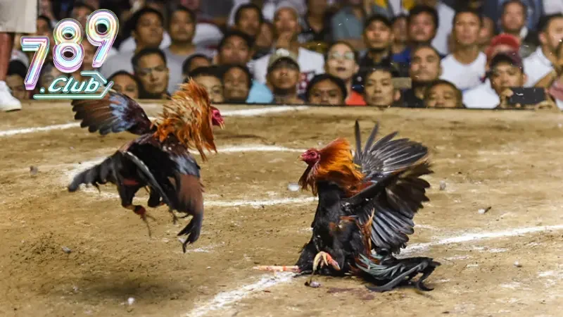 Tổng quan về sảnh đá gà tại nhà cái trực tuyến 789CLUB